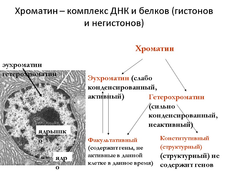 Хроматин – комплекс ДНК и белков (гистонов и негистонов) Хроматин  Эухроматин (слабо конденсированный,